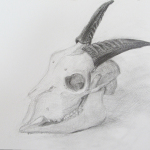 鉛筆デッサン「ヤギの頭骨」