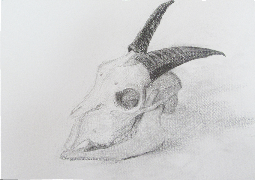 鉛筆デッサン「ヤギの頭骨」