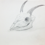 「ヤギの頭骨」鉛筆デッサン